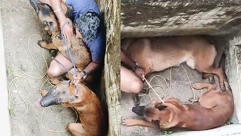 വളർത്തുനായ്ക്കൾ വിദ്യാർഥിനിയെ ആക്രമിച്ചു