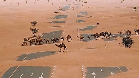 ഒട്ടകങ്ങൾക്കായി സൗദിയിൽ പ്രത്യേക പാലങ്ങൾ ഒരുങ്ങുന്നു