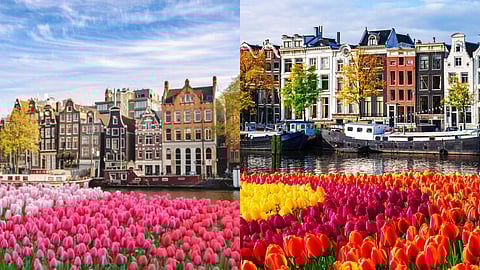 Tulip season in Netherlands