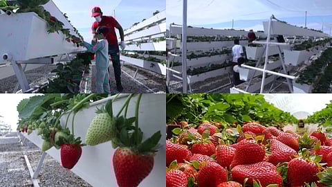 Palestine Family's Strawberry farm in Oman 