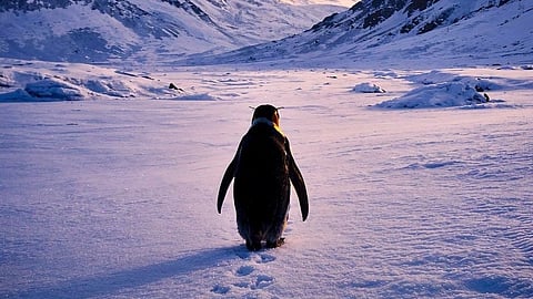 വൈറൽ പെൻഗ്വിൻ മീം