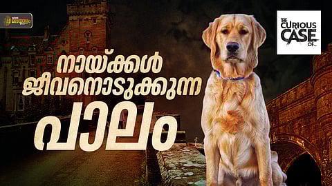 പട്ടികള്‍ ചാടിമരിക്കുന്ന പാലം; കാരണം ഇതാണ് 