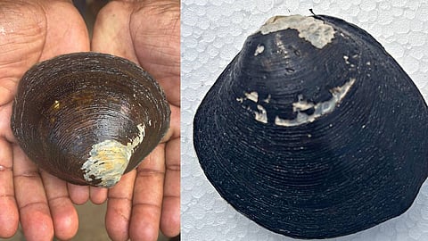 തീരദേശവാസികള്‍ക്ക് പുതിയ വരുമാന മാര്‍ഗം; കണ്ടല്‍ കക്കയെ ഇനി കൃത്രിമമായി നിര്‍മിക്കാം 