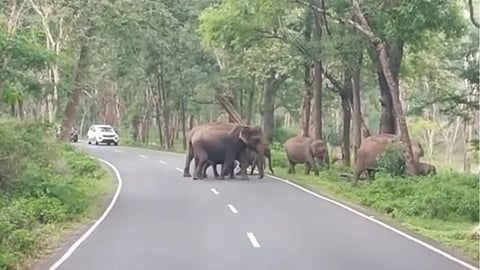 വേനൽ കടുത്തതോടെ കാട്ടാനക്കൂട്ടം ദേശീയപാതയിലേക്ക്; യാത്രക്കാർക്ക് മുന്നറിയിപ്പുമായി വനംവകുപ്പ്