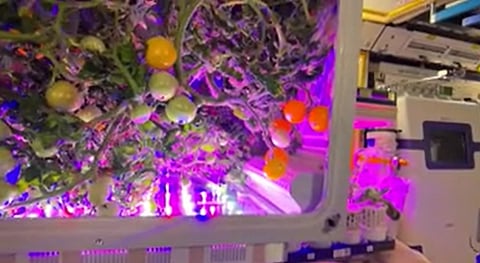 ചൈനീസ് ബഹിരാകാശ നിലയത്തിൽ വിളവെടുപ്പിന് പാകമായി 'സ്പേസ് തക്കാളി'