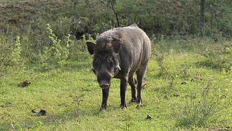 പ്രതീകാത്മക ചിത്രം