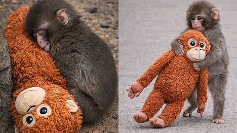 അമ്മയില്ലാത്ത കുട്ടിക്കുരങ്ങന് കൂട്ടായി ഒറാങ്ങുട്ടാൻ പാവ; 
ലോകം കീഴടക്കി പഞ്ചിൻ്റെ അതിജീവനം