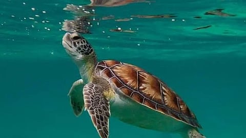 Sea Turtles