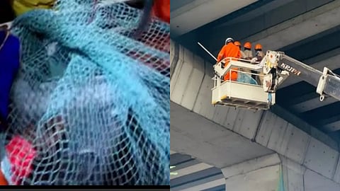 മെട്രോ പില്ലറില്‍ കുടുങ്ങിയ പൂച്ചയ്ക്ക് പുതുജീവൻ