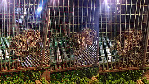 മണ്ണാർക്കാട് പുലി കൂട്ടിലകപ്പെട്ടു