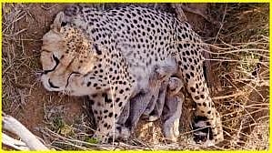 ജ്വാല കുഞ്ഞുങ്ങൾക്കൊപ്പം