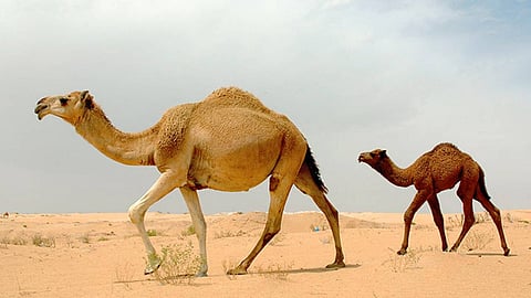 ഡെങ്കി വാക്സിനുകളിൽ  ഒട്ടകങ്ങളില്‍ നിന്നുള്ള ആൻ്റി ബോഡിസ് ഉപയോഗിക്കാമോ? പുതിയ കണ്ടെത്തൽ