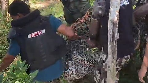 പനമരത്ത് നിന്ന് പിടികൂടിയ പുലി ചത്തു; ആരോഗ്യ പ്രശ്നങ്ങൾ ഉണ്ടായിരുന്നു