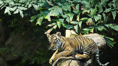 വംശനാശ ഭീഷണിക്കിടയിൽ പ്രതീക്ഷയായി ലില്ലി; കടുവക്കുഞ്ഞിനെ കാണാൻ മൃഗശാലയിലേക്കൊഴുകി സന്ദർശകർ