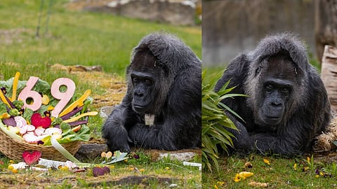ലോകത്തിലെ ഏറ്റവും പ്രായമുള്ള ഗൊറില്ല..! ബെർലിനിലെ മൃഗശാലയിൽ 69ാം ജന്മദിനം ആഘോഷിച്ച് ഫാറ്റൂ