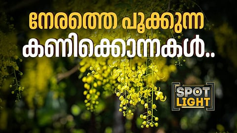 നേരത്തെ പൂക്കുന്ന കണിക്കൊന്നകള്‍..