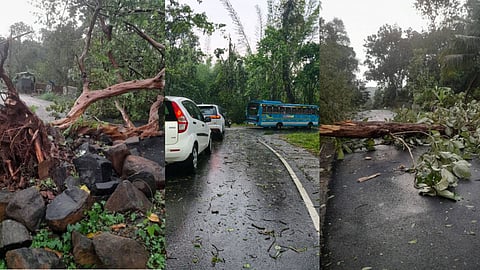 വയനാട്ടിൽ ആലിപ്പഴ വീഴ്‌ച, ആലുവയിൽ മരങ്ങൾ കടപുഴകി; വിവിധയിടങ്ങളിൽ ശക്തമായ  വേനൽ മഴ