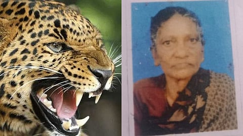 മലക്കപ്പാറയിൽ വയോധികയെ പുലി ആക്രമിച്ച് കൊന്നു; മൃതദേഹം കണ്ടെത്തിയത് ഷോളയാർ ഡാമിന്  സമീപം