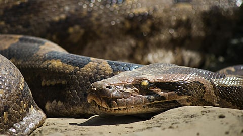 കൊടുംചൂടിൽ പാമ്പുകൾ നിങ്ങളുടെ വീട്ടിലുമെത്താം; കരുതിയിരിക്കുക 