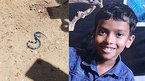 ആൽജോയുടെ മൃതദേഹം വീട്ടിലെത്തിച്ചു; വീട്ടിൽ വീണ്ടും പാമ്പിനെ കണ്ടെത്തി 