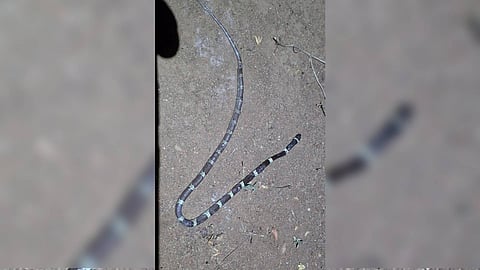 Another child bitten by a snake in Thrissur