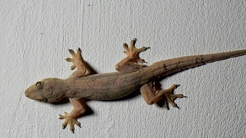 Solution to lizard infestation