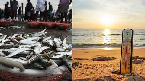 sardines and mackerel