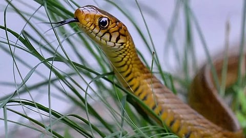 ആശങ്കയൊഴിയാതെ..! സംസ്ഥാനത്ത് വീണ്ടും ആറ് പേർക്ക് കൂടി പാമ്പുകടിയേറ്റു