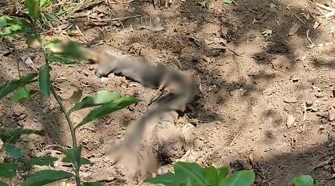 നെടുങ്കണ്ടത്ത് അമ്മയെയും മകനെയും കൊന്ന് കുഴിച്ചുമൂടി? പൊലീസ് പരിശോധനയില്‍ 
ശരീരഭാഗങ്ങള്‍ കണ്ടെടുത്തു