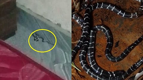 കോഴിക്കോട് യുവാവിനും തിരുവനന്തപുരത്ത് വയോധികനും പാമ്പുകടിയേറ്റു; കുറ്റ്യാടിയിൽ വീടിനുള്ളിൽ നിന്ന് അഞ്ച് വിഷപ്പാമ്പുകളെ പിടികൂടി 