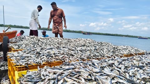 Kerala Fish availability Increased