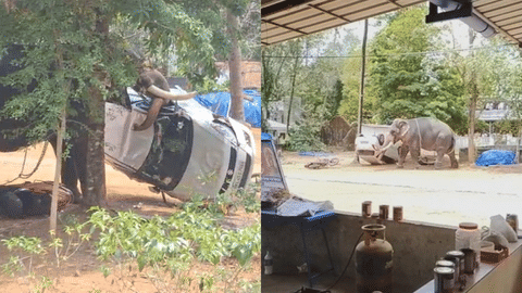 ആന ആക്രമണത്തിൻ്റെ ദൃശ്യങ്ങൾ