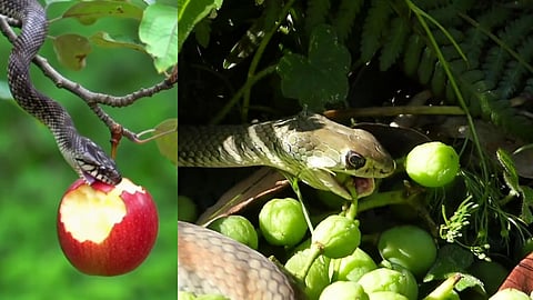 Do snakes bite fruits and vegetables?