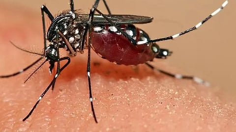 എറണാകുളം ജില്ലയിൽ ഡെങ്കിപ്പനി പടരുന്നു; പ്രതിരോധ നടപടികൾ ഊർജ്ജിതമാക്കി ആരോഗ്യ വകുപ്പ്