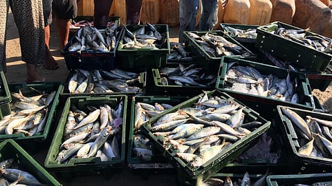 ട്രോളിങ്ങ് നിരോധനം തുടരുന്നു; കൊച്ചിയിൽ വീണ്ടും പഴകിയ മത്സ്യം പിടിച്ചെടുത്തു