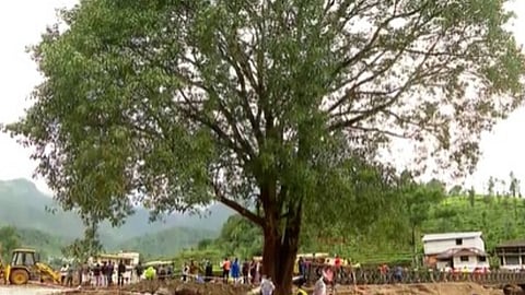 കുത്തൊഴുക്കിൽ കടപുഴകാതെ! ദുരന്ത ഭൂമിയുടെ മറുകരയിലേക്ക് രക്ഷാപ്രവർത്തകർക്ക് കൈകൾ നീട്ടിയ ആൽമരം