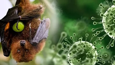 നിപ വൈറസ്; പാണ്ടിക്കാട് നിന്ന് ശേഖരിച്ച വവ്വാൽ സാമ്പിളിൽ നിന്ന് ആൻ്റിബോഡി സാന്നിധ്യം കണ്ടെത്തി