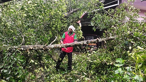 സീതത്തോടിൽ വീടിനു മുകളിലേക്ക് മരം വീണു