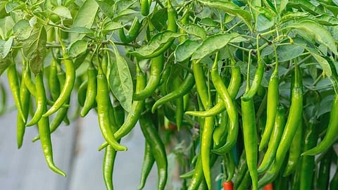 പച്ചമുളക് ഭക്ഷണത്തിൽ ഉൾപ്പെടുത്താറുണ്ടോ? എങ്കില്‍ ഈ ഗുണങ്ങൾ നിങ്ങൾക്ക് ലഭിക്കും...