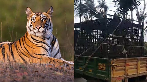 വയനാട് ജനവാസമേഖലയിൽ കടുവ; പിടികൂടാൻ കൂട് സ്ഥാപിച്ച് വനം വകുപ്പ്