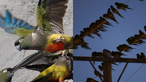 തത്തകൾ കീഴടക്കിയ അർജന്‍റീനിയൻ നഗരം; നട്ടംതിരിഞ്ഞ്  ജനങ്ങൾ