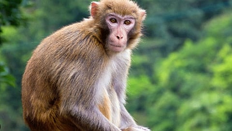 ഷോക്കേറ്റ കുരങ്ങന്‍ ചികിത്സ കിട്ടാതെ ചത്തു; കല്‍പ്പറ്റയില്‍ മൃഗസംരക്ഷണ വകുപ്പിനെതിരെ പ്രതിഷേധവുമായി നാട്ടുകാര്‍