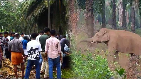 അതിരപ്പള്ളി-മലക്കപ്പാറ റോഡിൽ കാട്ടാനക്കൂട്ടം എണ്ണപ്പനകൾ കുത്തിമറിച്ചു