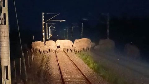 VIDEO | അസമില്‍ ട്രാക്ക് മുറിച്ചുകടന്ന ആനകളുടെ ജീവന്‍ രക്ഷിക്കാന്‍ ട്രെയിൻ നിർത്തിച്ച് എഐ സുരക്ഷാ സംവിധാനം