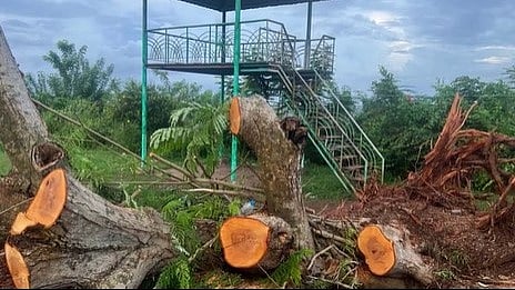 എയർപോർട്ട് അതോറിറ്റിയുടെ  കത്ത് മറയാക്കി; ചിത്രാഞ്ജലി സ്റ്റുഡിയോയിൽ അനധികൃത മരംമുറി