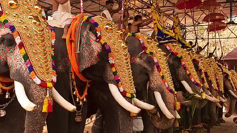 ആന എഴുന്നള്ളിപ്പുമായി ബന്ധപ്പെട്ട ഹൈക്കോടതി മാർഗരേഖ; പൂരങ്ങൾക്ക് തടസമാണെന്ന വാദത്തെ തള്ളി മൃഗസ്നേഹികള്‍