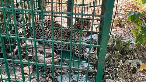 കോഴിക്കോട് കൂടരഞ്ഞിയിൽ വനം വകുപ്പിൻ്റെ കൂട്ടിൽ പുലി കുടുങ്ങി