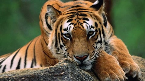 വയനാട്ടില്‍ വീണ്ടും കടുവകളുടെ ജഡം കണ്ടെത്തി; ഇരു കടുവകളും ഏറ്റുമുട്ടി ചത്തതെന്ന് നിഗമനം