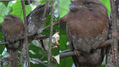 തട്ടേക്കാട് പക്ഷിസങ്കേതത്തില്‍ 'മാക്കാച്ചിക്കാട' സർവേ ആരംഭിച്ചു