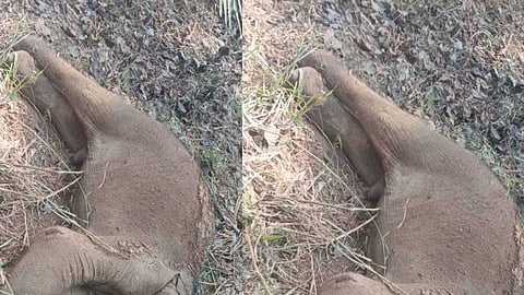 അതിരപ്പിള്ളിയില്‍ കുട്ടിയാന ചരിഞ്ഞത് കടുവയുടെ ആക്രമണത്തില്‍; ജഡത്തിനരികെ അമ്മയാന അടക്കം 15 ഓളം ആനകള്‍